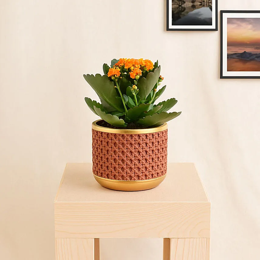 Yellow Kalanchoe In Ceramic Pot