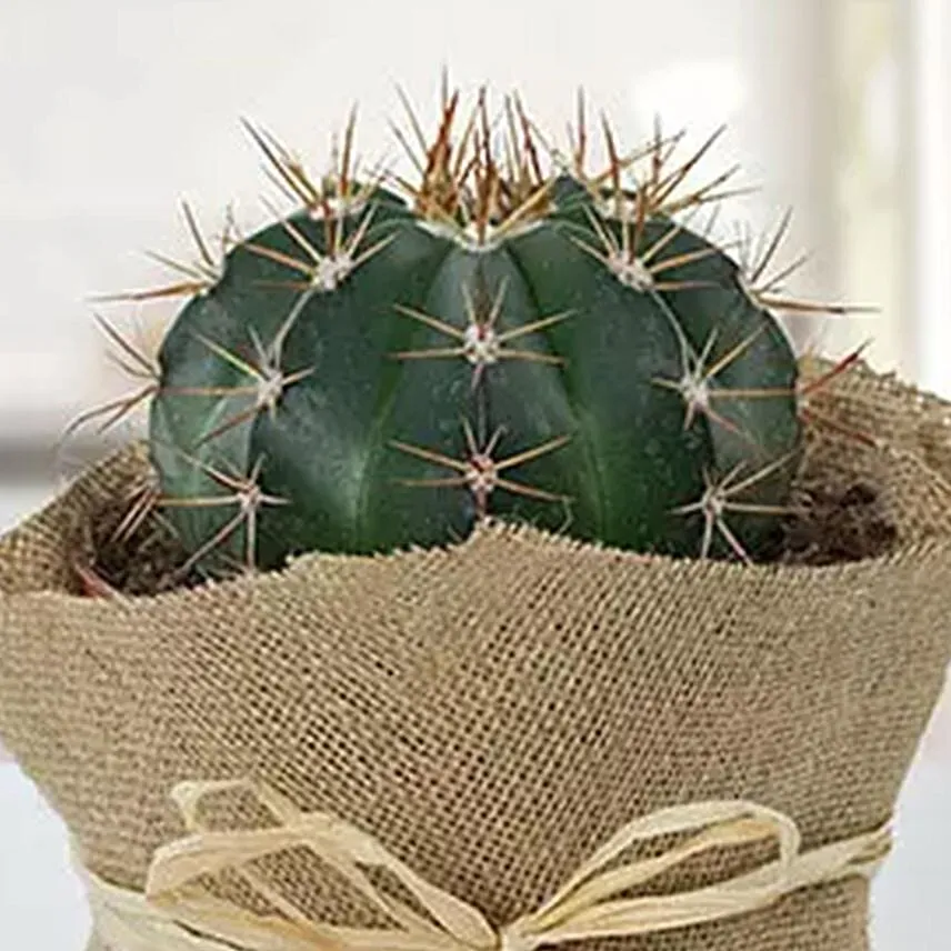 Amazing Cactus with Jute Wrapped Pot