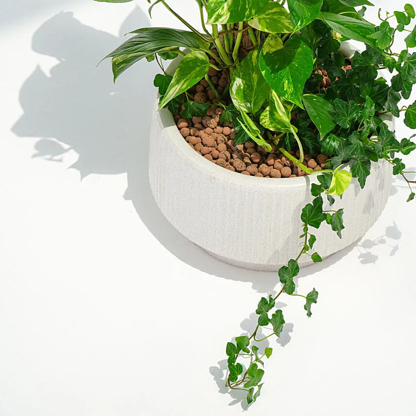 Tall Money Plant and Hedera Helix In Premium Planter