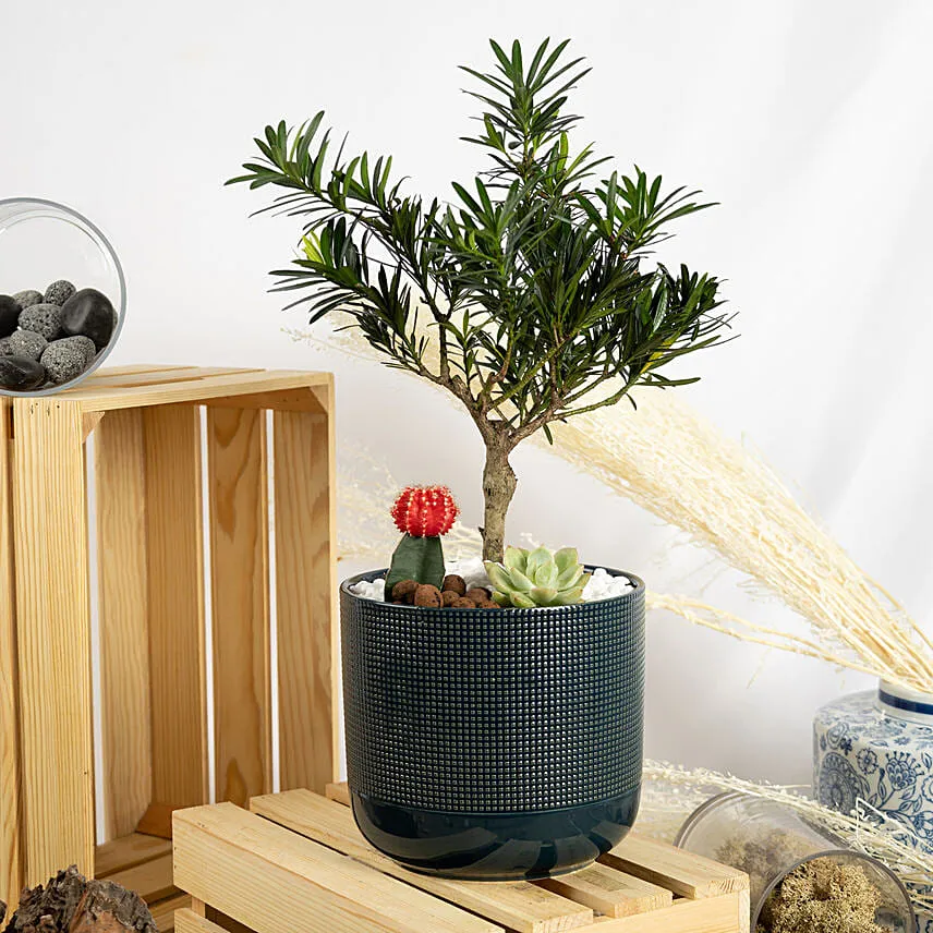 Buddhist Pine Bonsai Garden