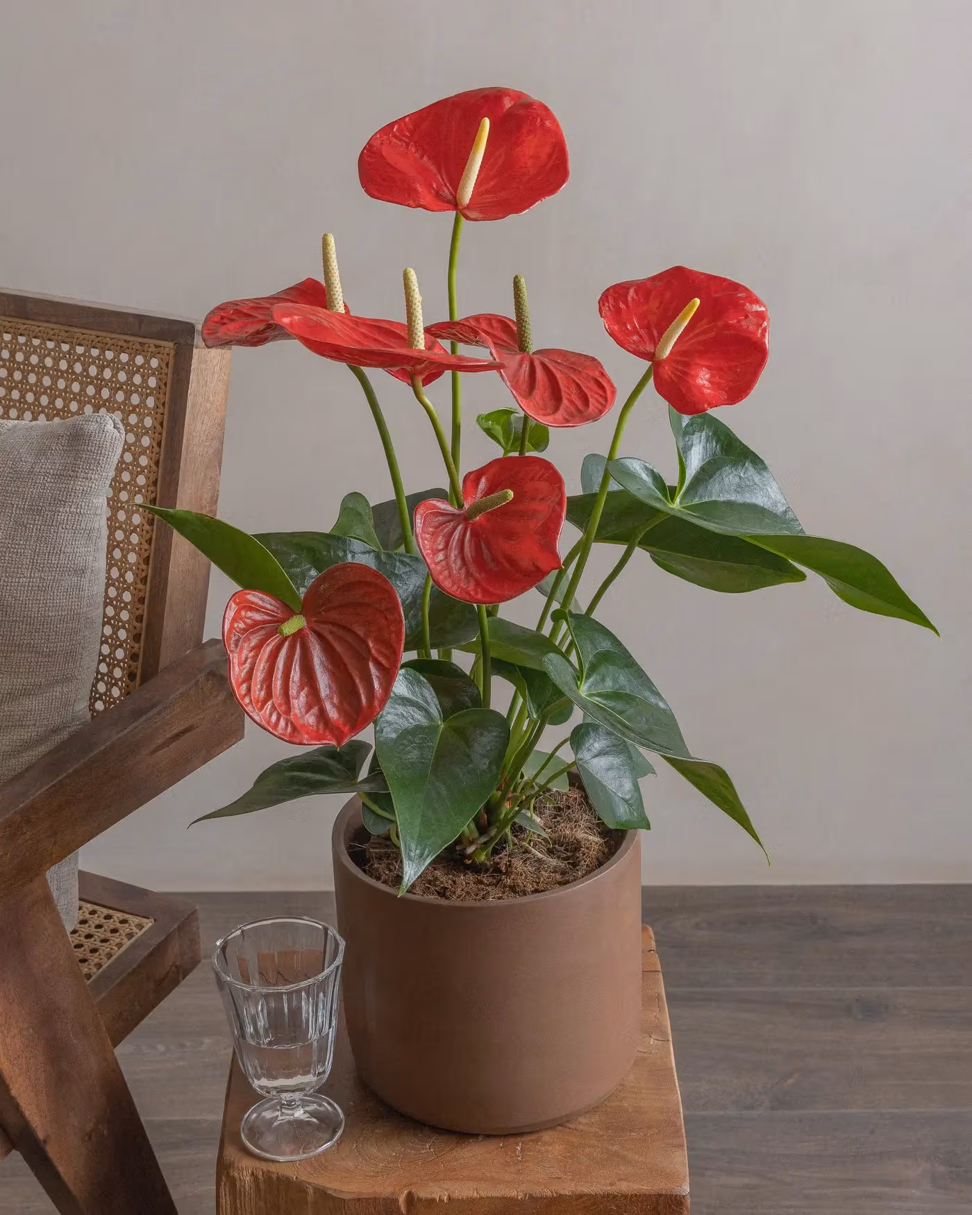 Varient Advanced - Test Product - Nursery / White