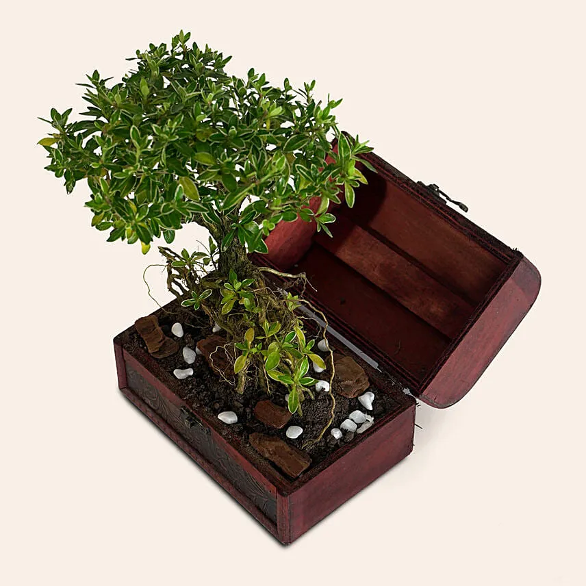 Serissa Japonica