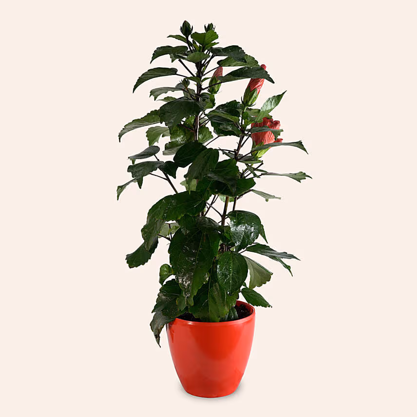 Hibiscus Plant
