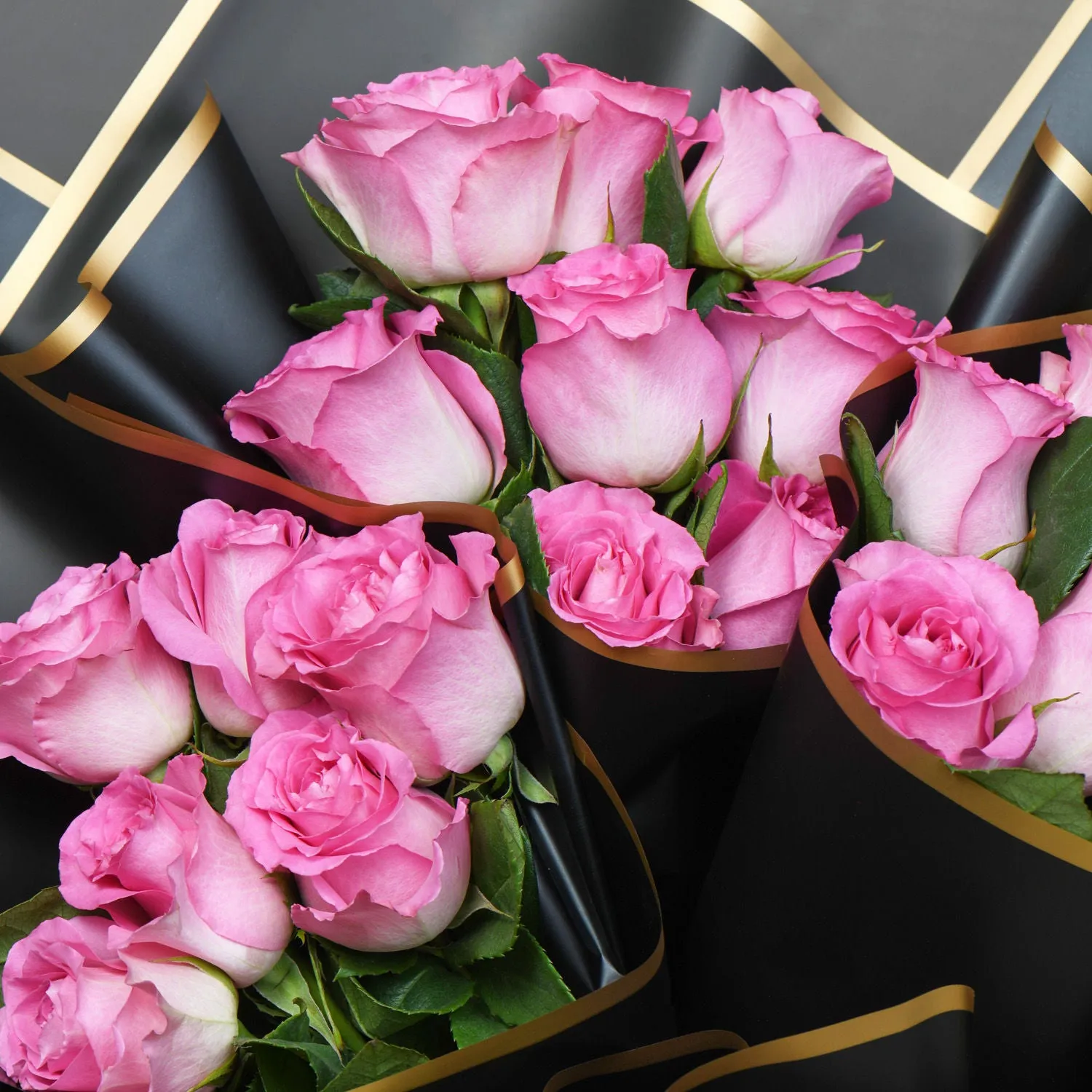 Roseate Splendor Rose