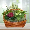 European Dish Garden Basket