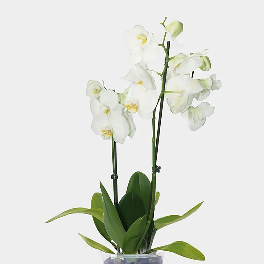 Double Stem White Orchid In Nursery Pot