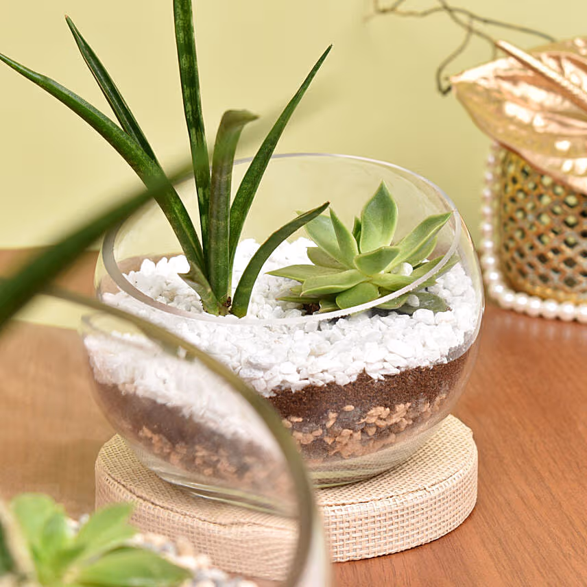 Set of 2 Terrarium