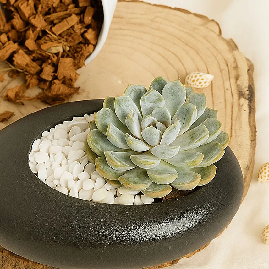 Echeveria Beauty in a Dish