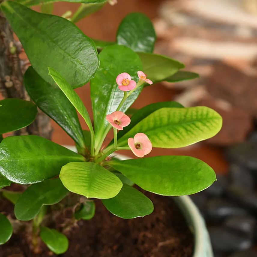 Crown of Thorns Plant Small