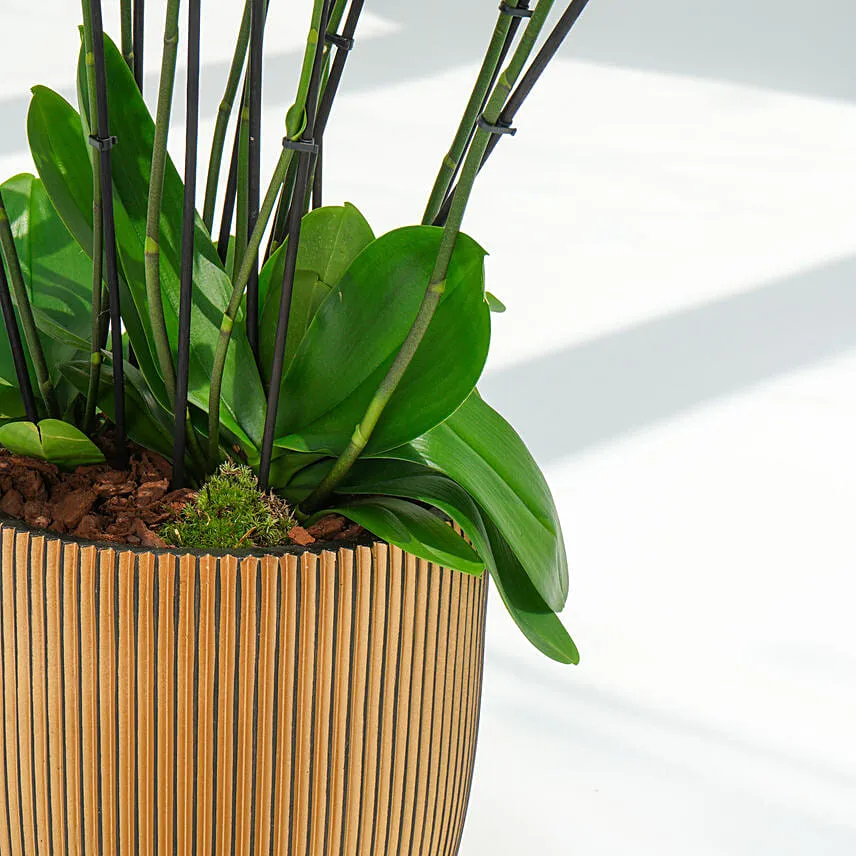 Holland Orchid 12 Stemd in Premium Planter