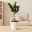 Elegant Ficus Bonsai Plant in Stylish Round Pot for Outdoor Spaces