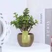 Elegant Jade Plant in Luxurious Gold Tone Metal Pot - Perfect for Home or Office Decor