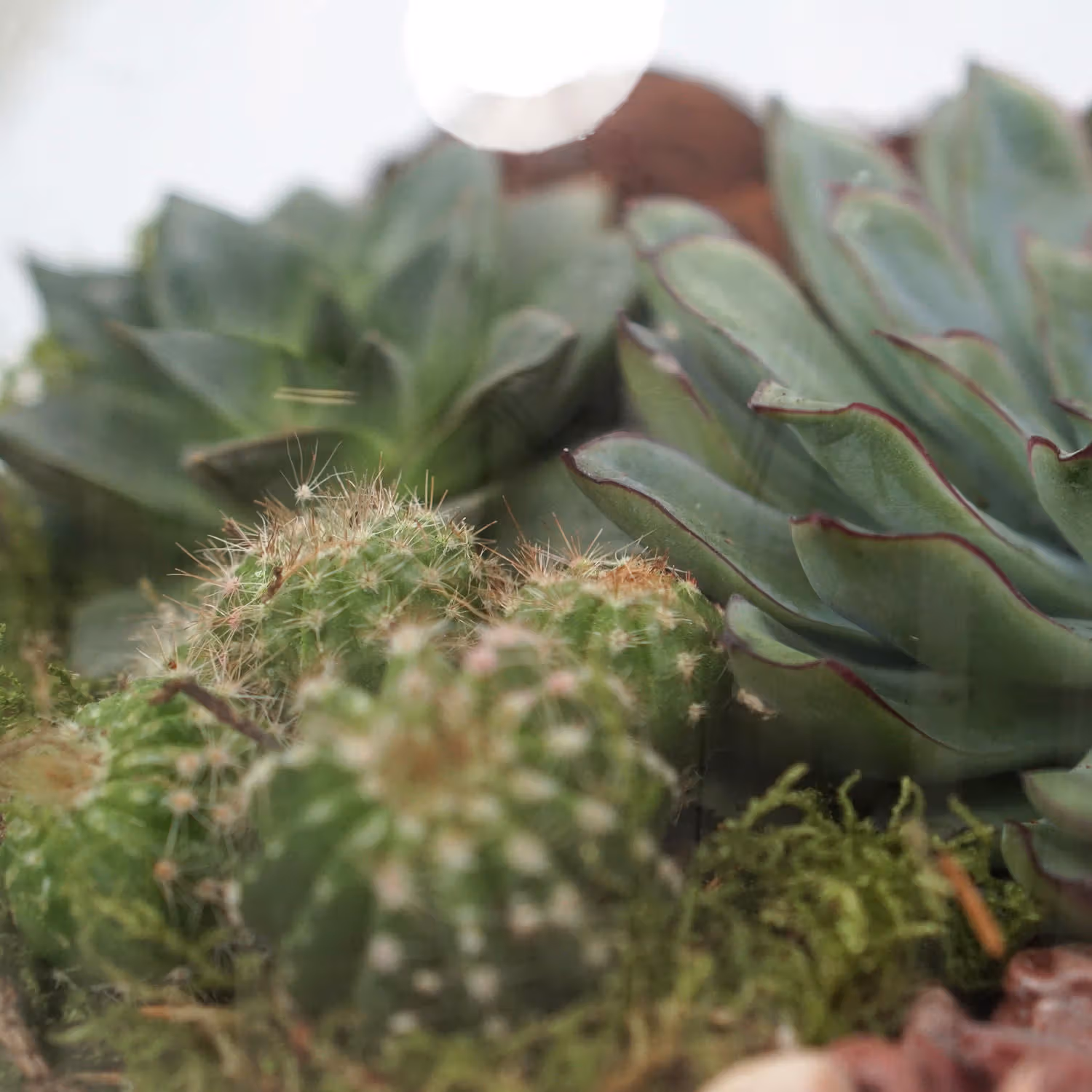 Elegant Succulent Plants in a Decorative Glass Tray for Home Decor