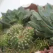 Elegant Succulent Plants in a Decorative Glass Tray for Home Decor