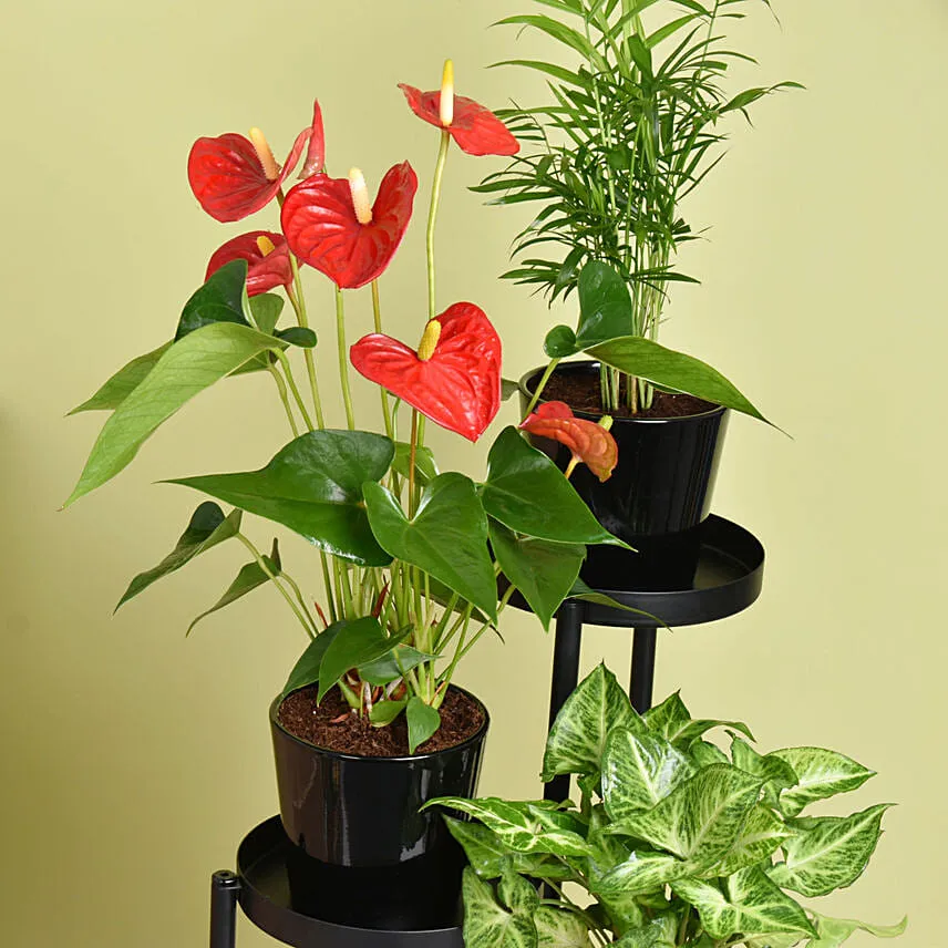 Natures Elegance Plant Stand