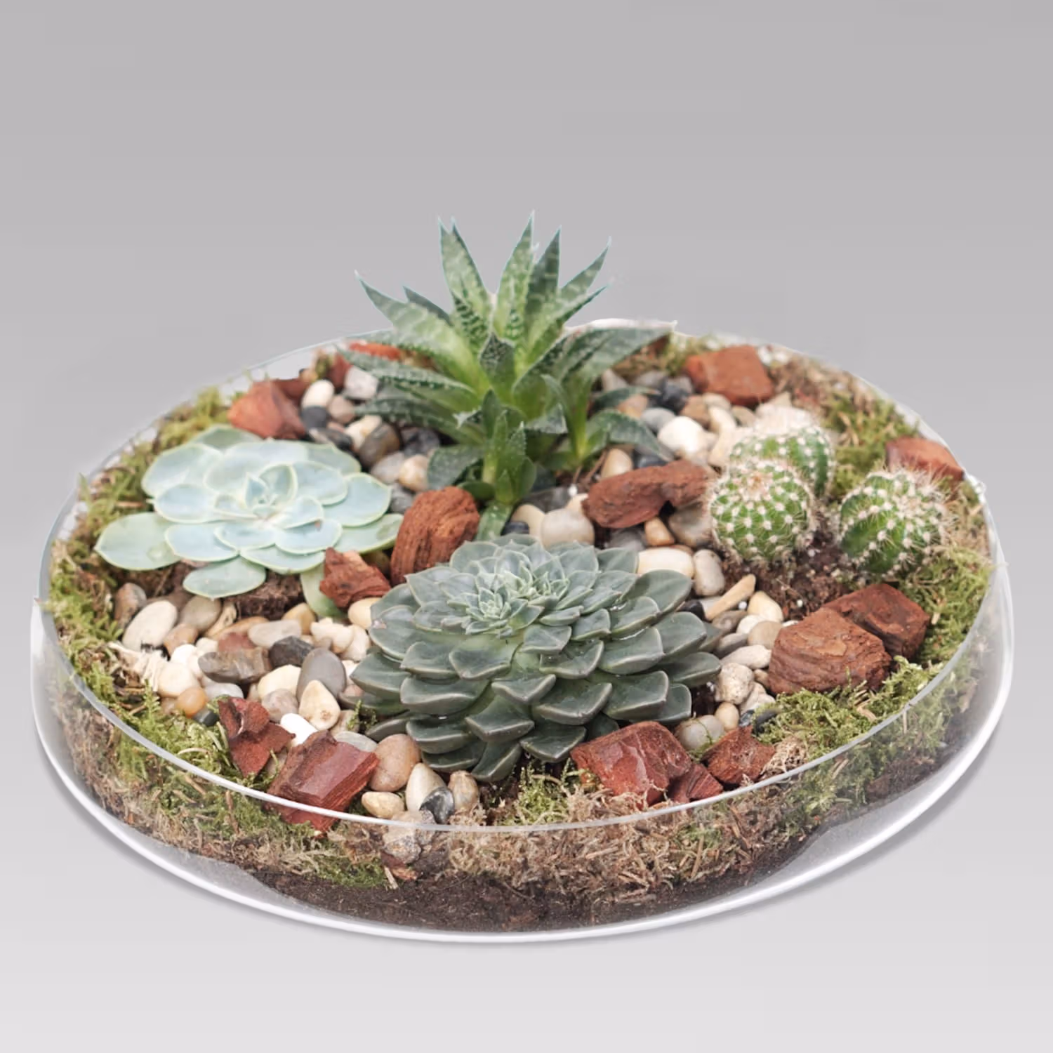 Elegant Succulent Plants in a Decorative Glass Tray for Home Decor
