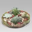 Elegant Succulent Plants in a Decorative Glass Tray for Home Decor