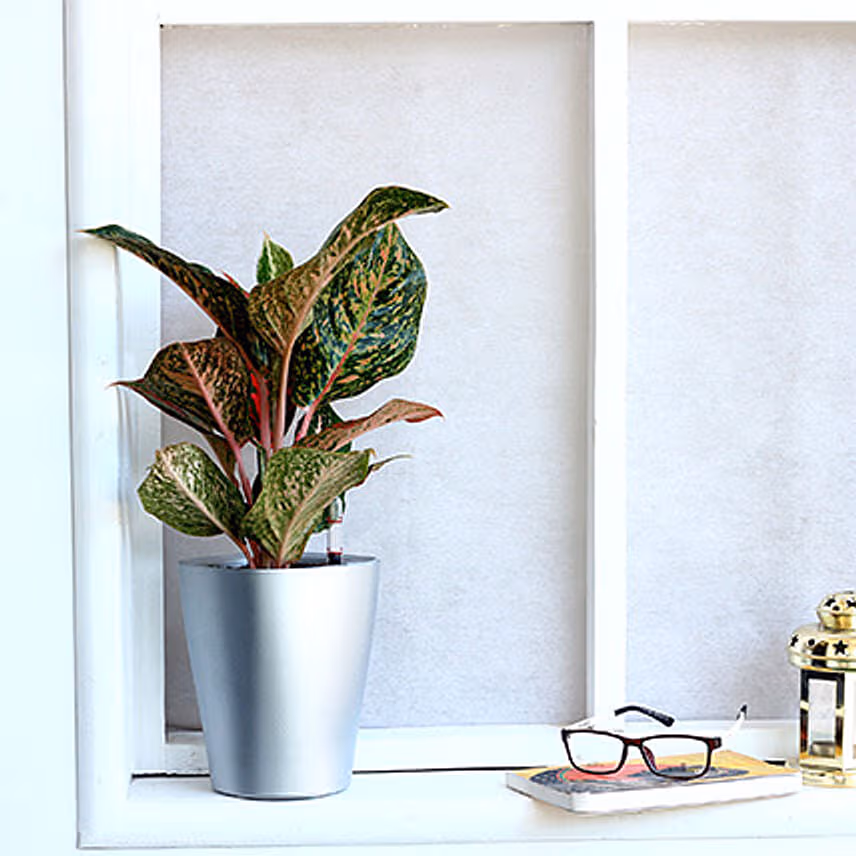 Red Aglaonema Plant in Silver Plastic Plant