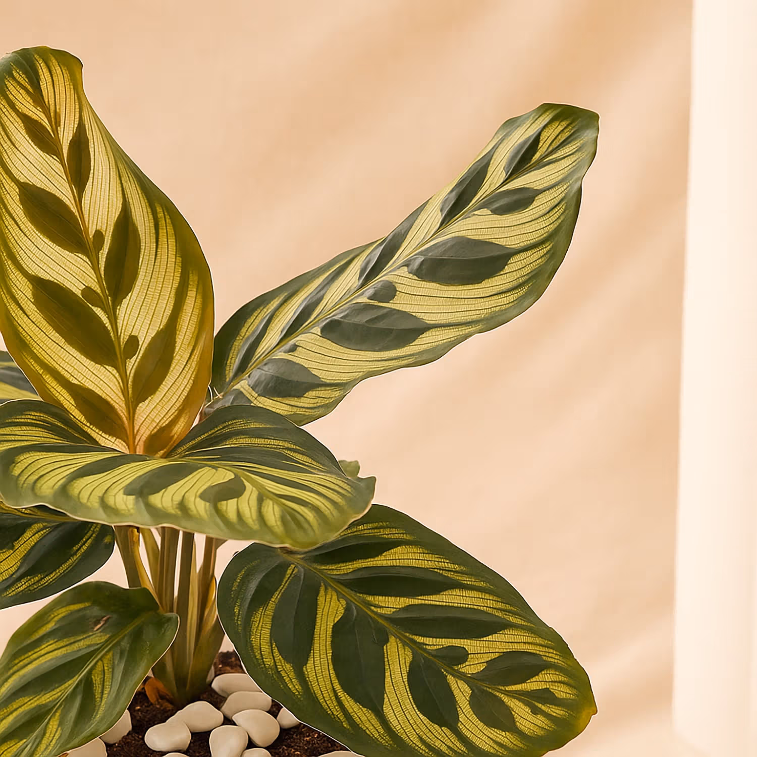 Calathea Plant in Otantik Brown Vase