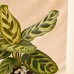 Calathea Plant in Otantik Brown Vase