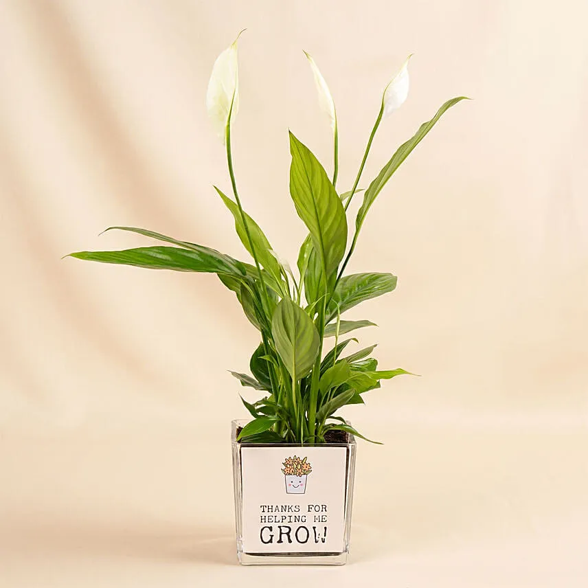 Potted Peace Lily Plant Gift for Fathers Day