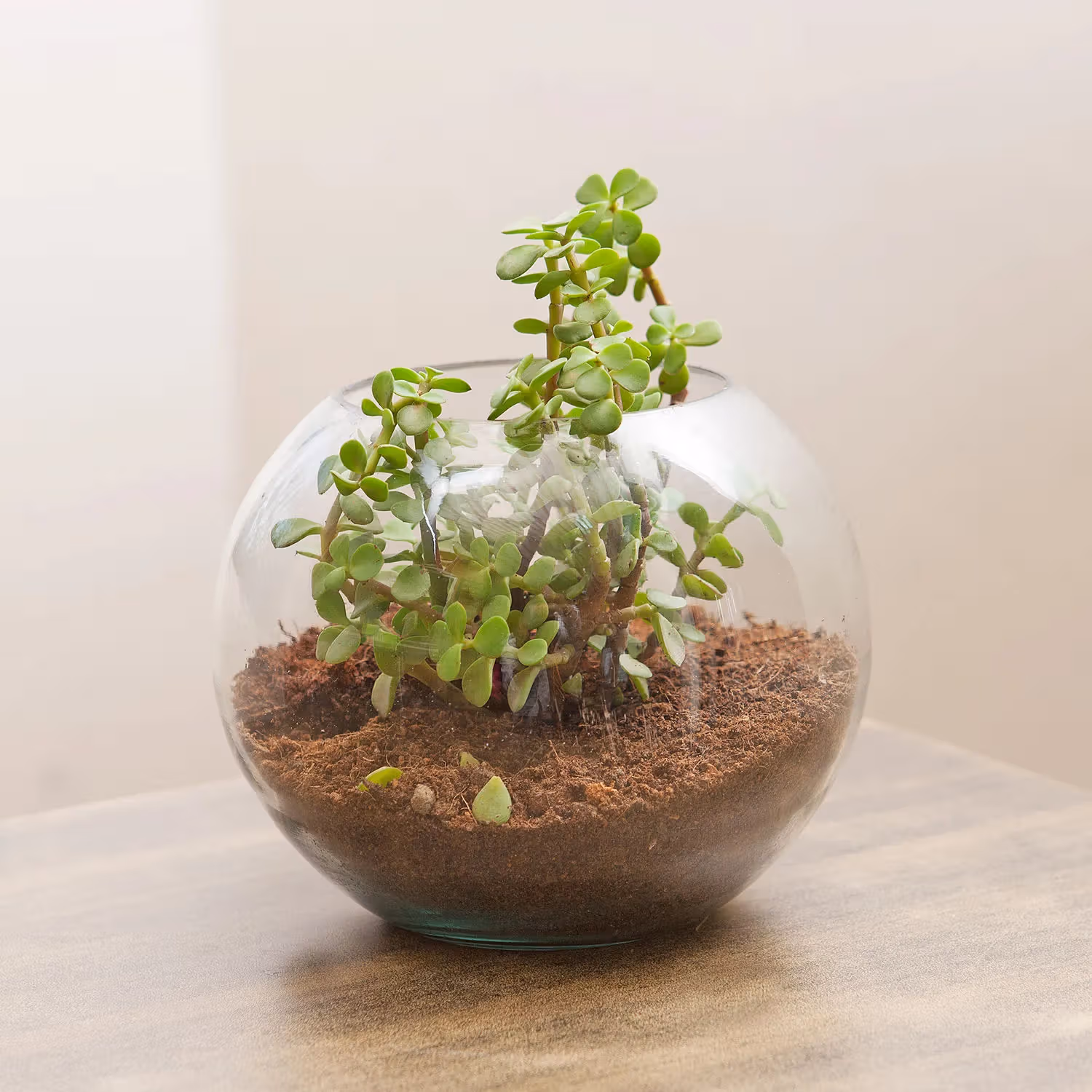 Jade Plant Terrarium In Glass Vase
