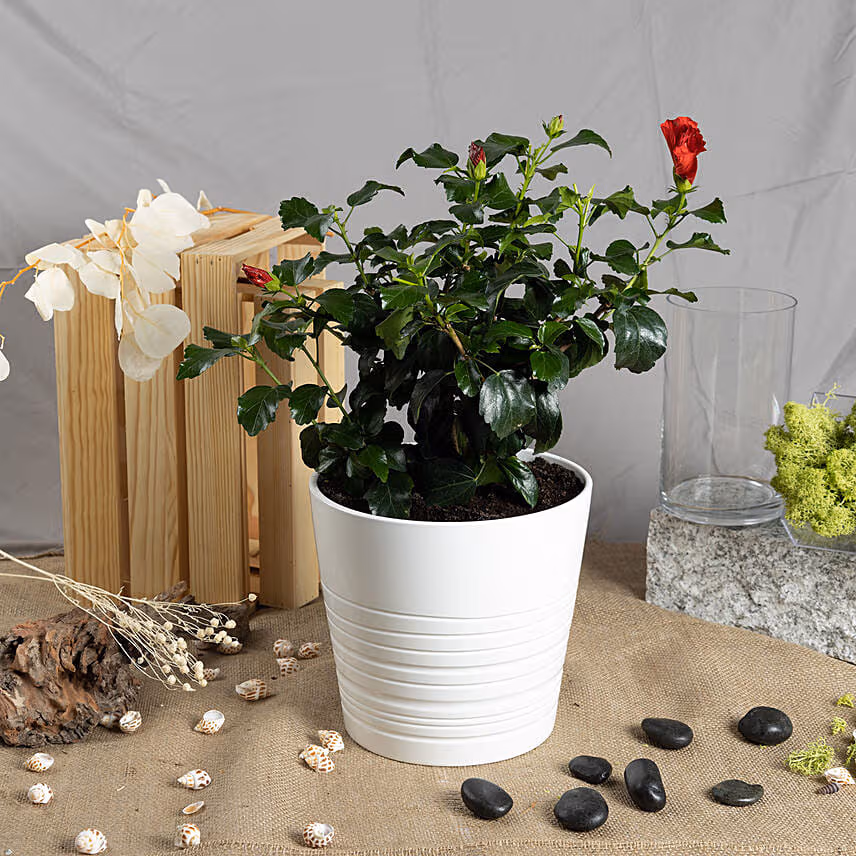Hibiscus Flowering Plant