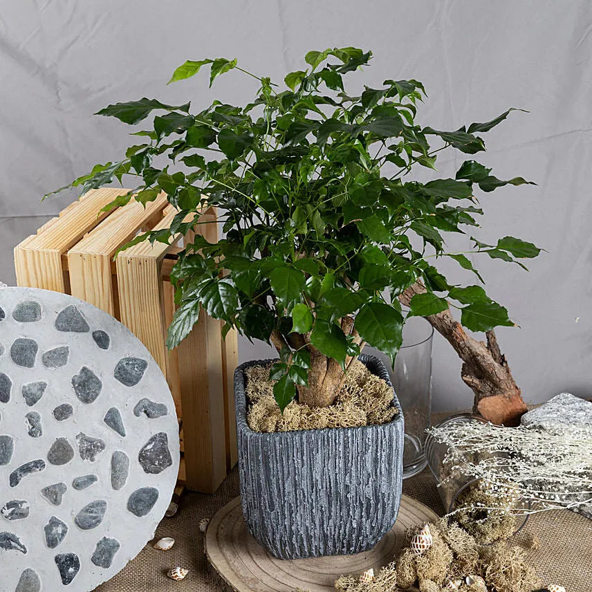 Radermachera Bonsai Plant