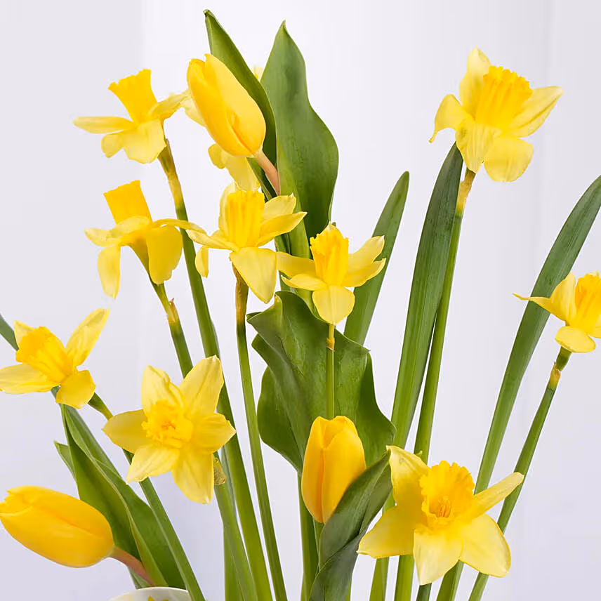 Daffodils and Tulip Flower Pot
