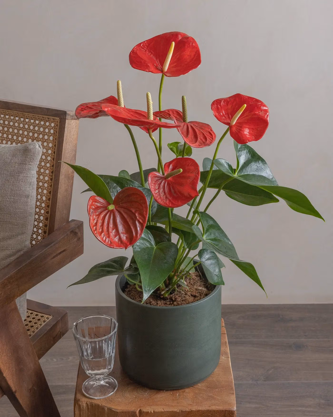 Varient Advanced - Test Product - Nursery / White