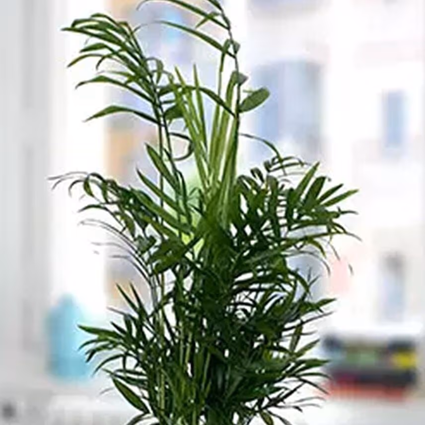 Chamaedorea In Jute Wrapped Plant