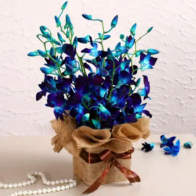 Gorgeous Orchids Arrangement