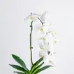 Elegant White Orchid in a Sleek Black Cube Vase
