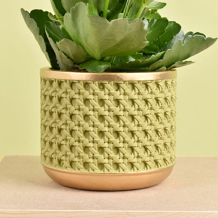Orange Kalanchoe in Small Planter