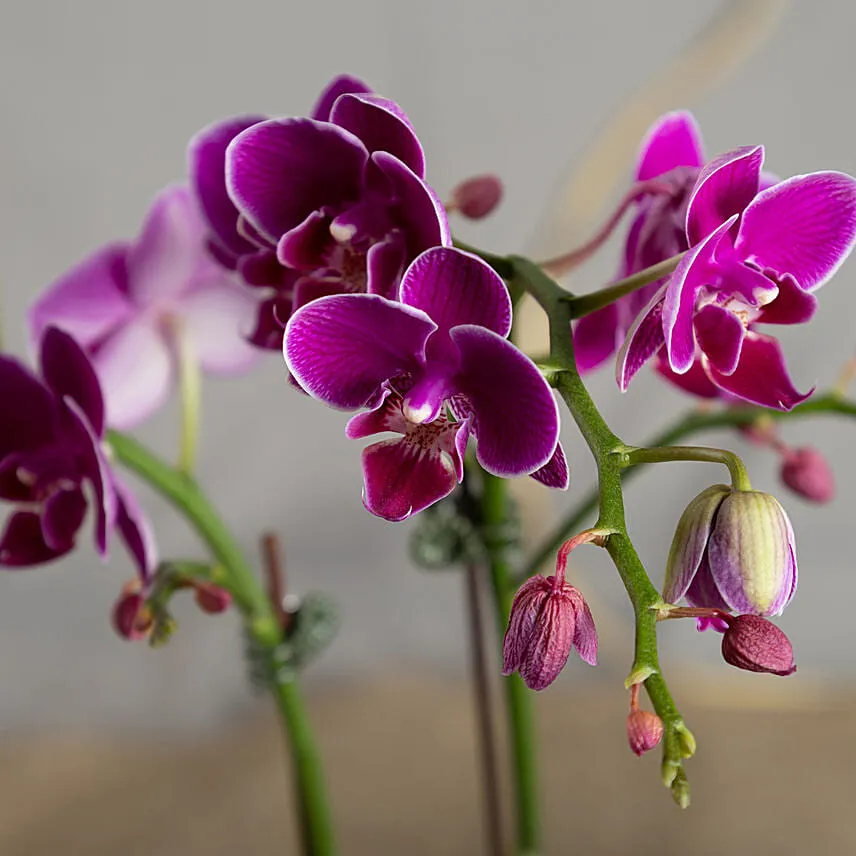 Dual Stem Orchid Plant with Chocolates