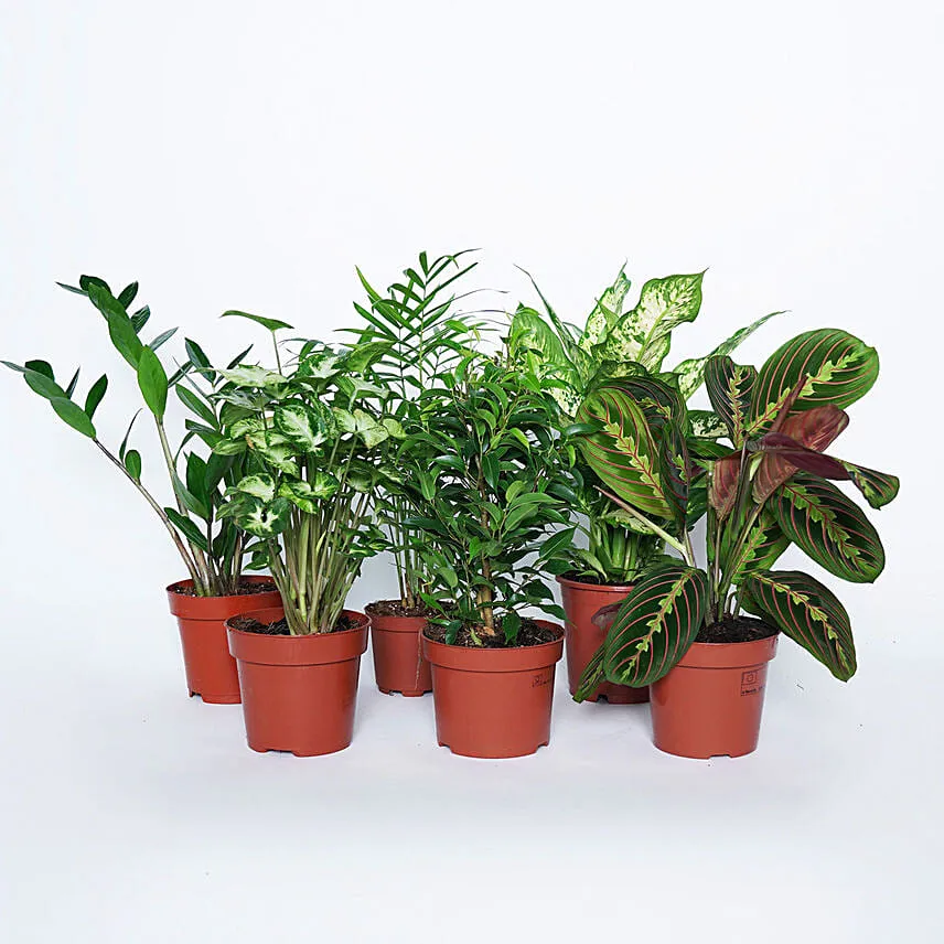 Airpurifying and Indoor Greens Combo