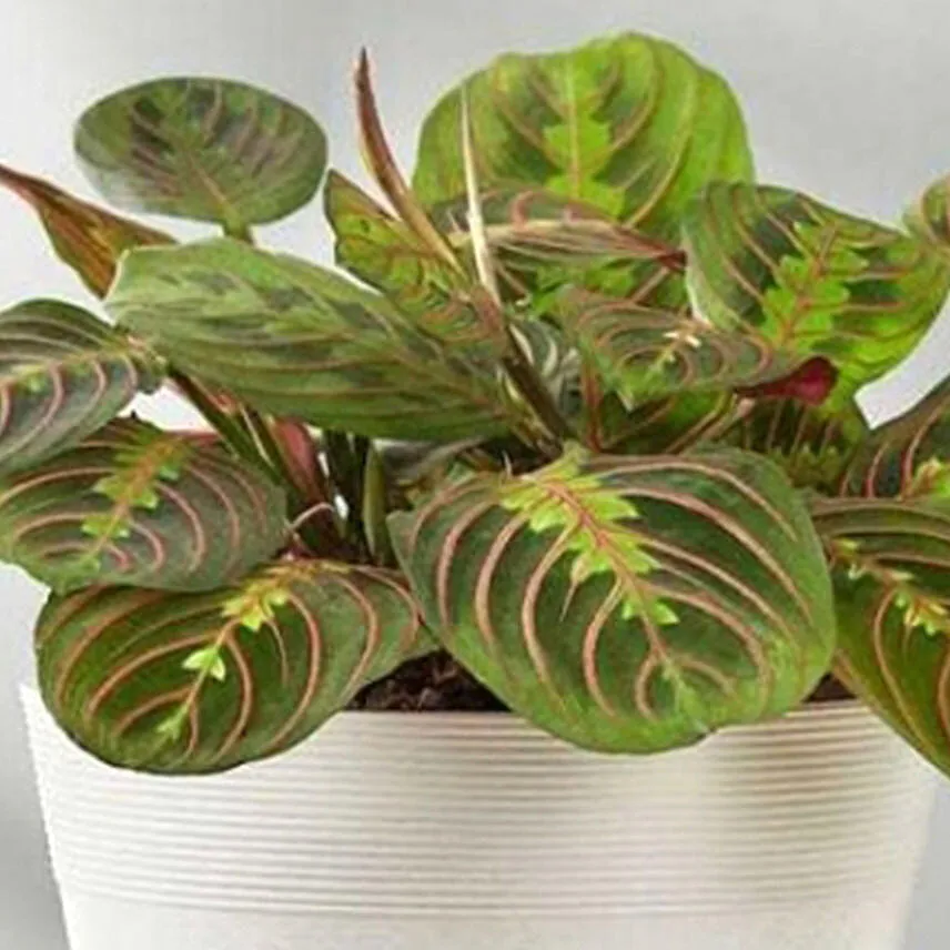 Red Maranta Prayer Plant