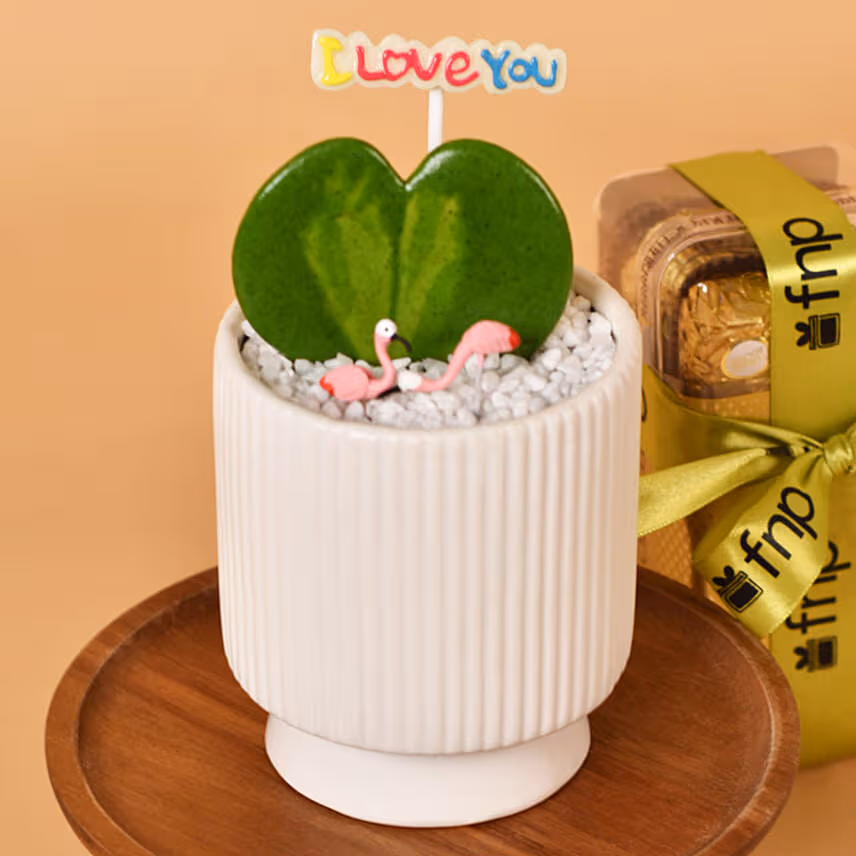 Single Hoya Plant with Ferrero Rocher For Valentine
