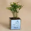 Thank You Doctor Chamaedorea Plant