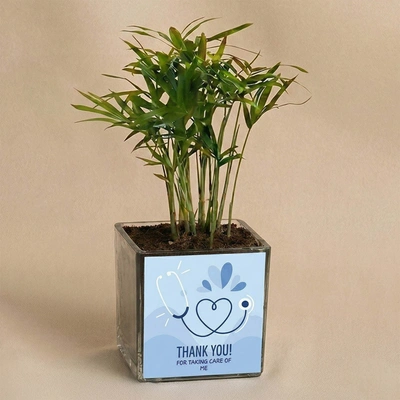 Thank You Doctor Chamaedorea Plant