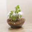 Jade Plant In Round Vase