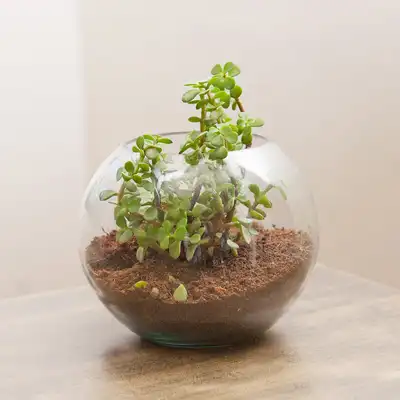 Jade Plant In Round Vase