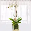 Elegant White Orchid Plant in Glass Vase – Perfect Gift for Teachers