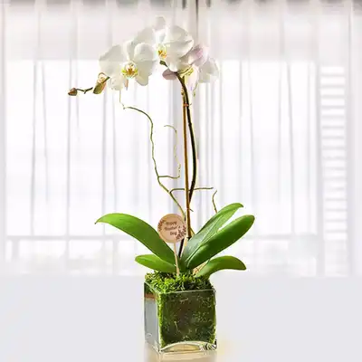 Elegant White Orchid Plant in Glass Vase – Perfect Gift for Teachers