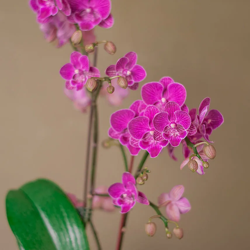 Purple Orchid Designer Plant Pot