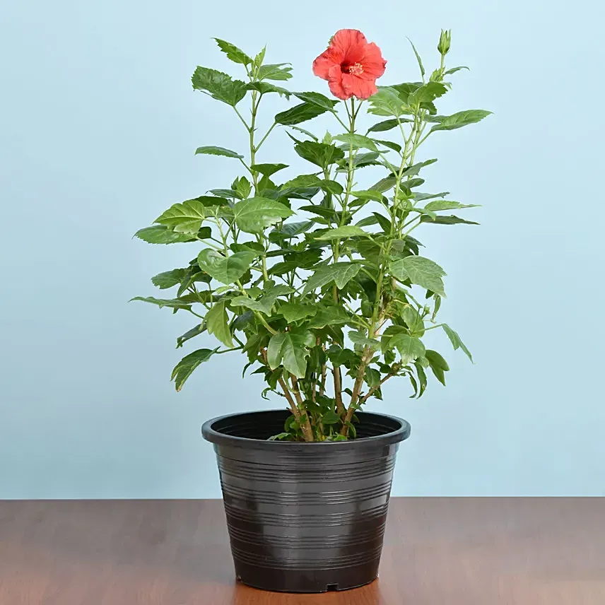 Flowering Hibiscus Plant In Plastic Pot