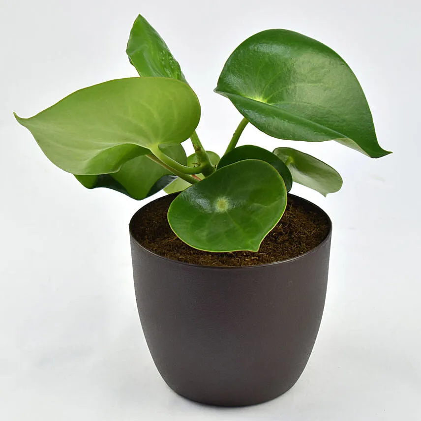 Peperomia Plant in Planter