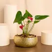 Red Anthurium | Golden Vase