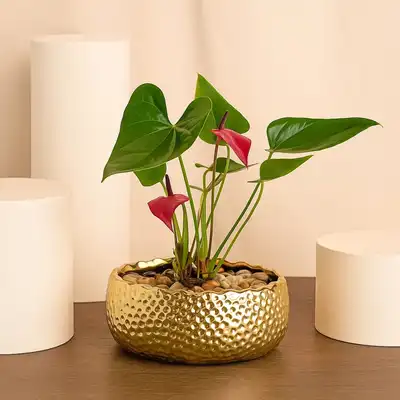 Red Anthurium | Golden Vase