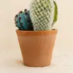 Artificial Cactus Pot